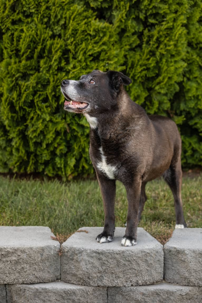 Arya, a Doberman Pinscher and Staffordshire Terrier mix tested with EmbarkVet.com