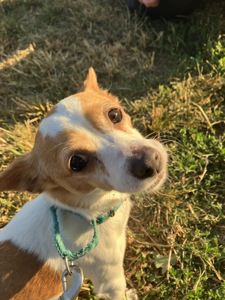 Daisy, a Chihuahua and Rat Terrier mix tested with EmbarkVet.com