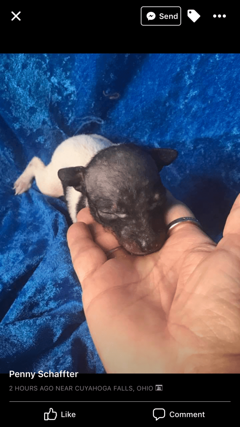 Louie, an American Hairless Terrier tested with EmbarkVet.com