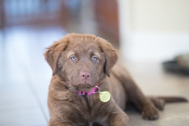 Maddie, an American Pit Bull Terrier and German Shepherd Dog mix tested with EmbarkVet.com