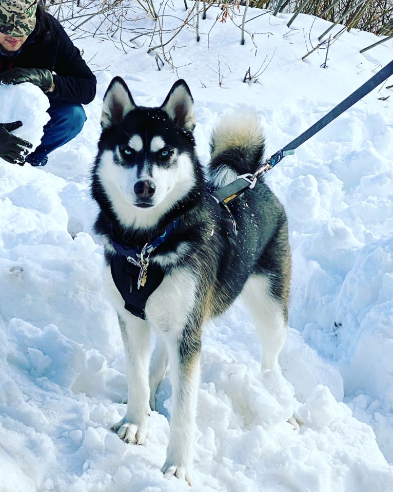 Shasta, a Siberian Husky tested with EmbarkVet.com