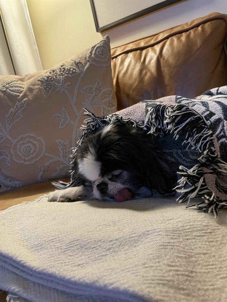 Alvie, a Japanese Chin tested with EmbarkVet.com