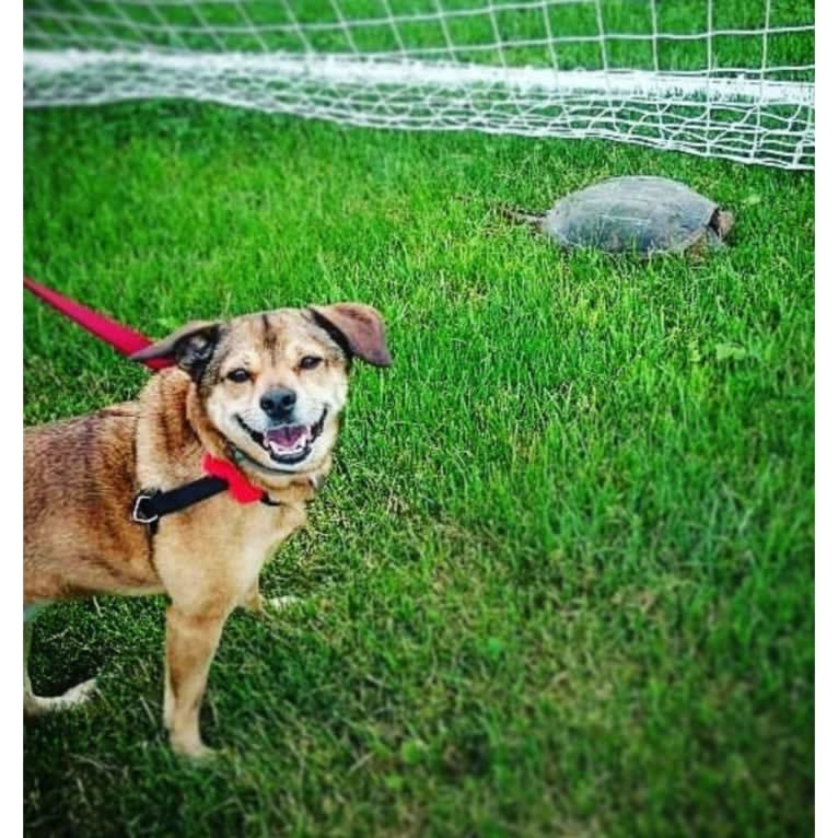 Maya, a Cocker Spaniel and American Pit Bull Terrier mix tested with EmbarkVet.com