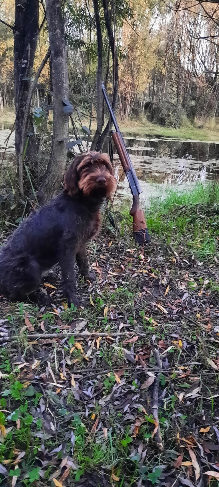 Ruby, a Cesky Fousek tested with EmbarkVet.com
