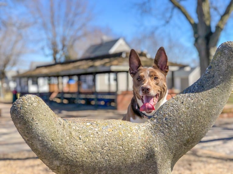 Gemini, a Border Collie and Australian Shepherd mix tested with EmbarkVet.com