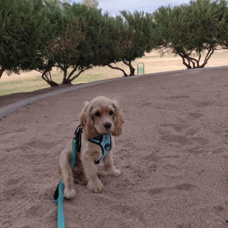 Linus, a Cocker Spaniel and English Cocker Spaniel mix tested with EmbarkVet.com