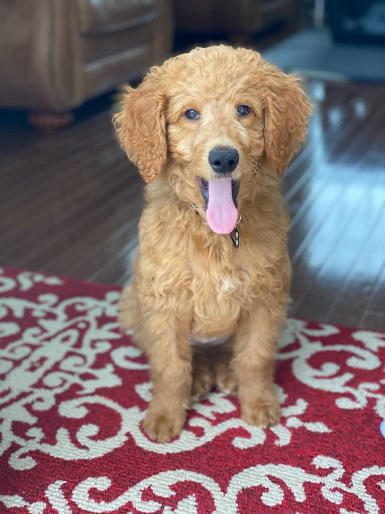 Pharaoh, a Goldendoodle tested with EmbarkVet.com