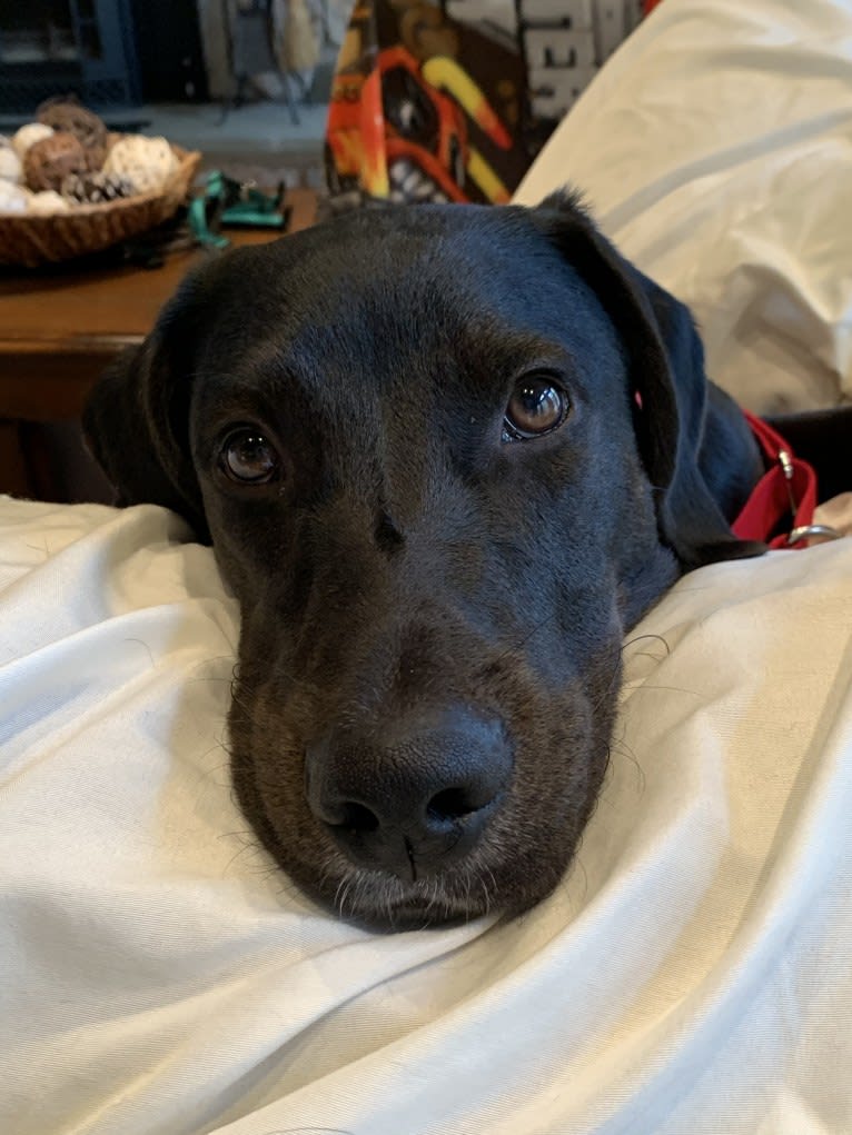 Ollie Milazzo, an American Foxhound and German Shorthaired Pointer mix tested with EmbarkVet.com