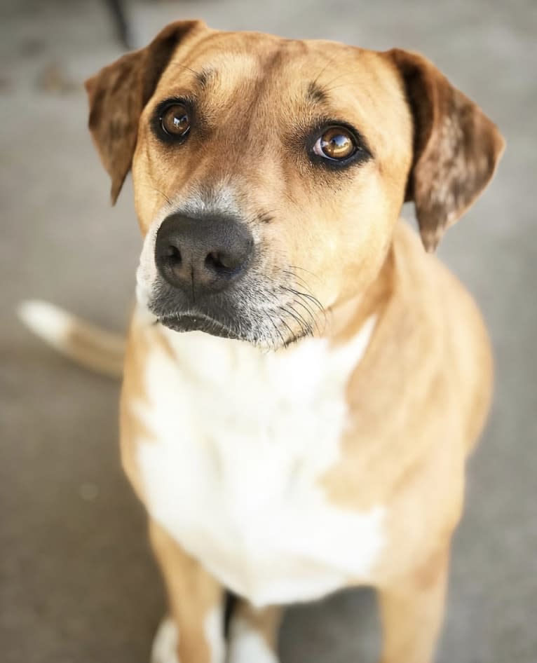 Roxie, an American Pit Bull Terrier and Australian Shepherd mix tested with EmbarkVet.com