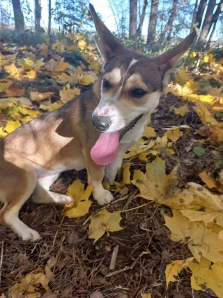 Bella, an Eastern European Village Dog tested with EmbarkVet.com