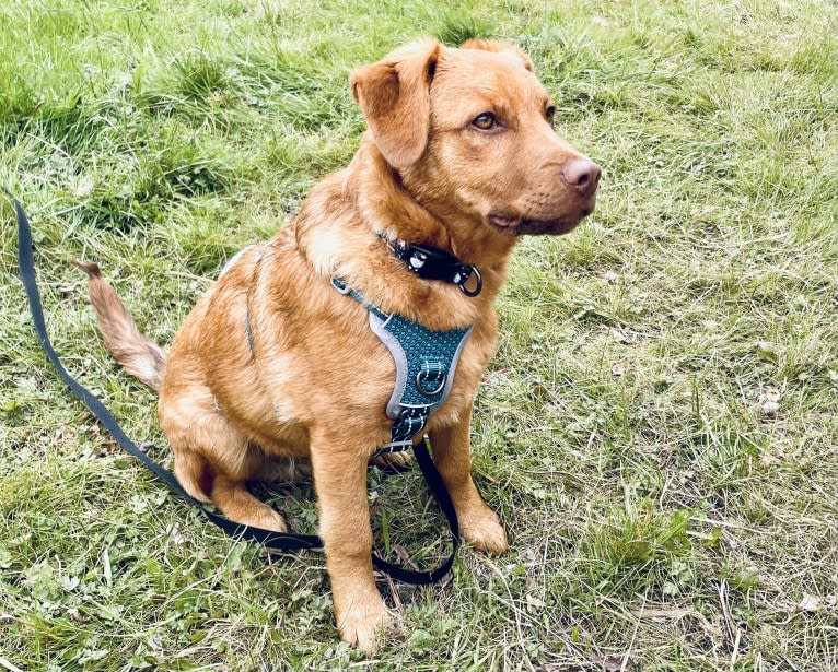 Luca, an Eastern European Village Dog tested with EmbarkVet.com