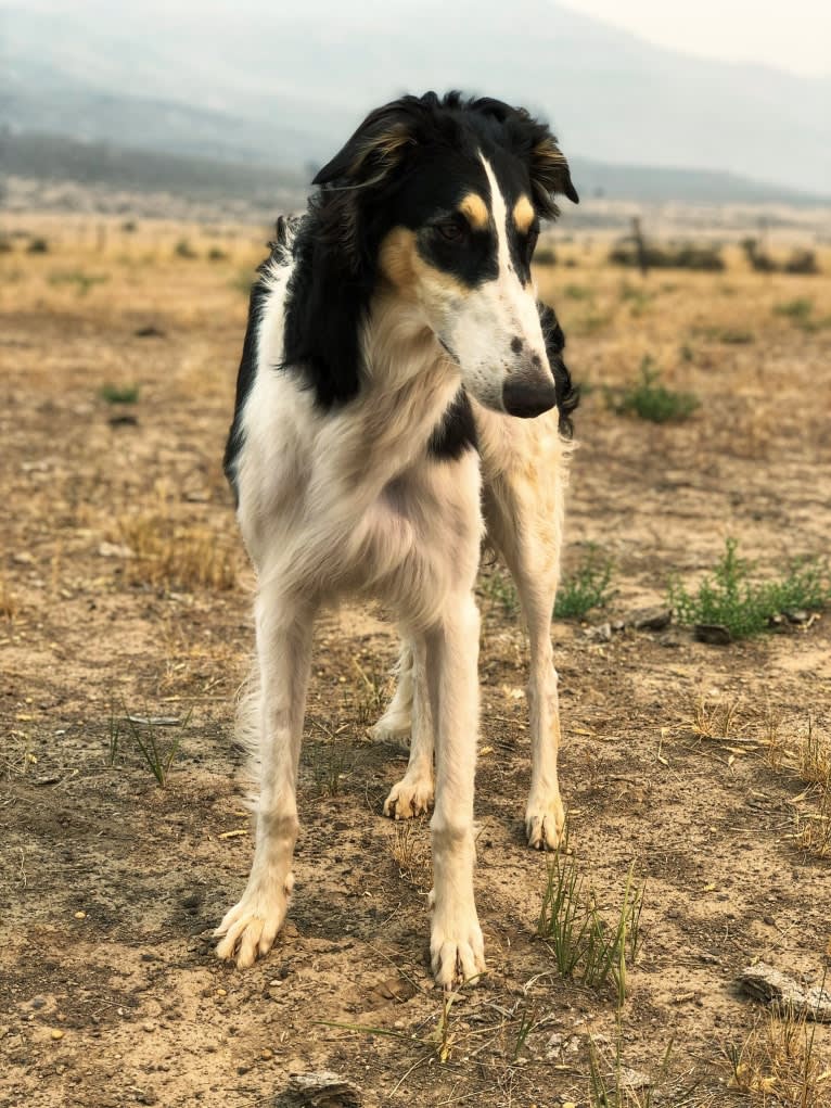 Lyra, a Borzoi tested with EmbarkVet.com