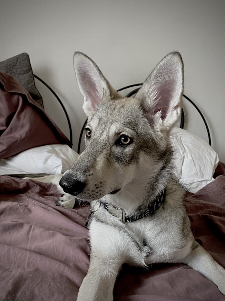 Nimue Qabrielle, a Saarloos Wolfdog tested with EmbarkVet.com