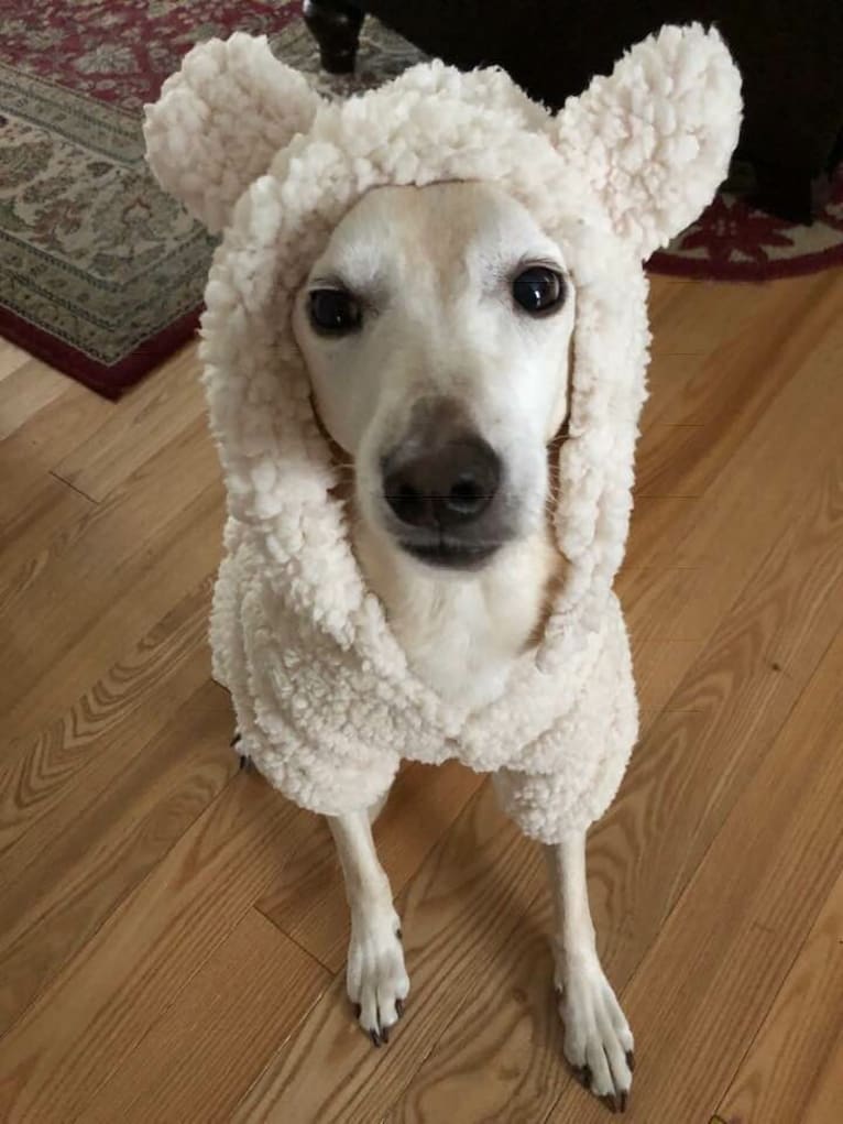 Stanley, a Cocker Spaniel and Labrador Retriever mix tested with EmbarkVet.com