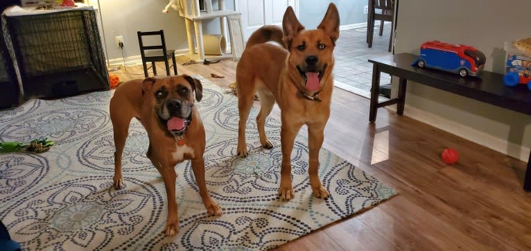 Canyon, a Siberian Husky and Saint Bernard mix tested with EmbarkVet.com