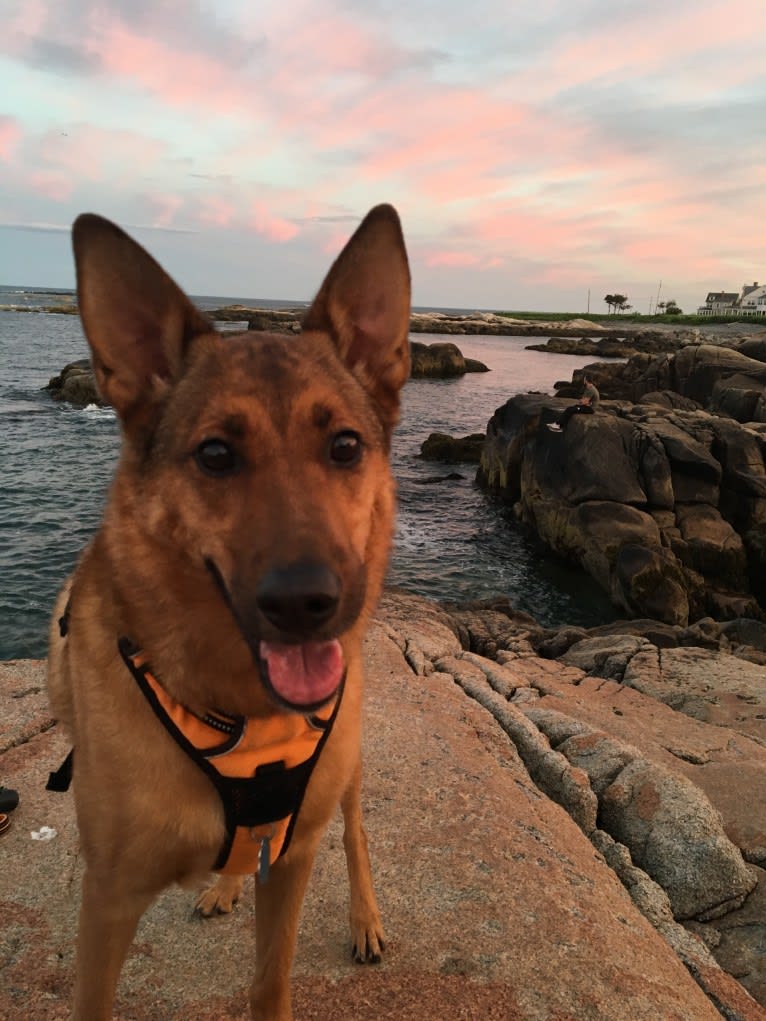 Oakley, a German Shepherd Dog and Chinese Shar-Pei mix tested with EmbarkVet.com