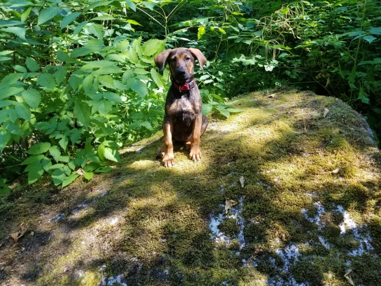 Ophelia Bean, a Doberman Pinscher and Belgian Malinois mix tested with EmbarkVet.com