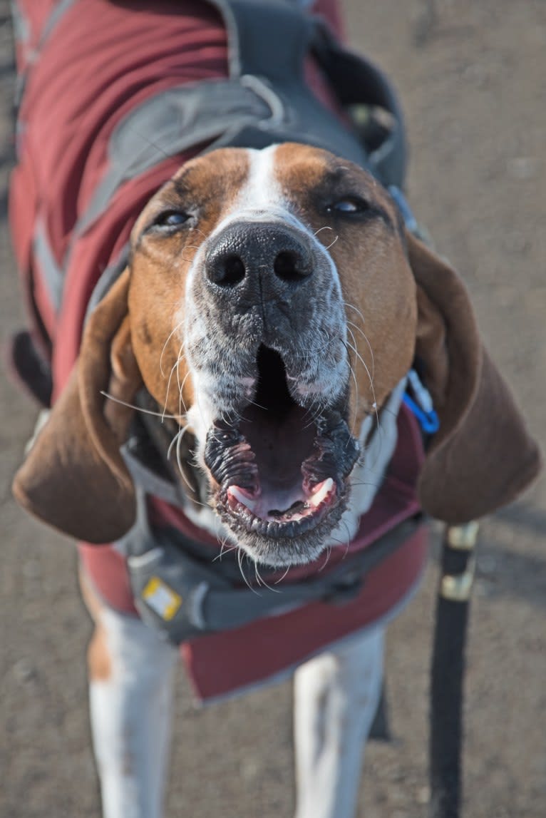 Murphy, a Treeing Walker Coonhound tested with EmbarkVet.com