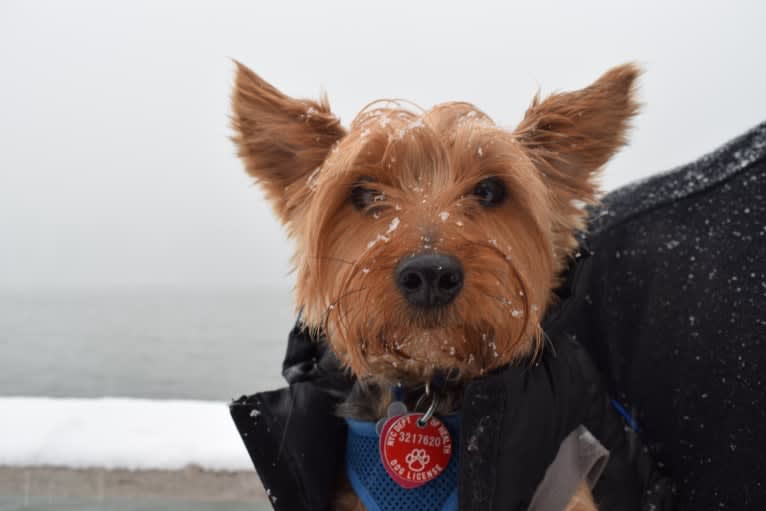 Bobbin Ray, a Yorkshire Terrier tested with EmbarkVet.com