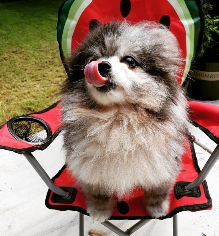 Ferris, a Pomeranian tested with EmbarkVet.com