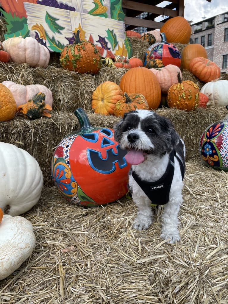 Walter, a Lhasa Apso tested with EmbarkVet.com