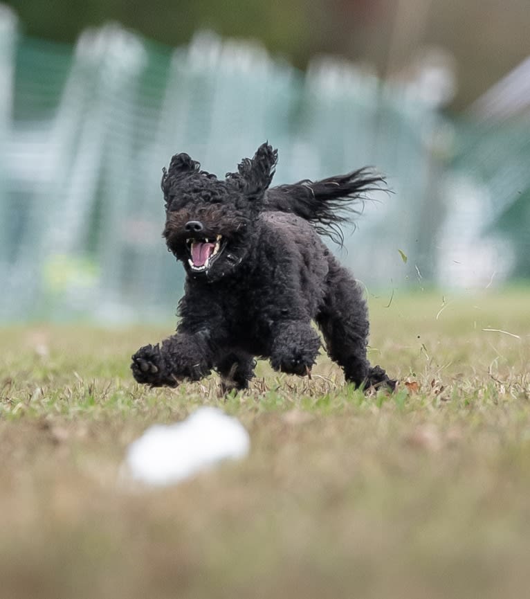 Klipsan Ticket To Ride   aka Tessa, a Pumi tested with EmbarkVet.com