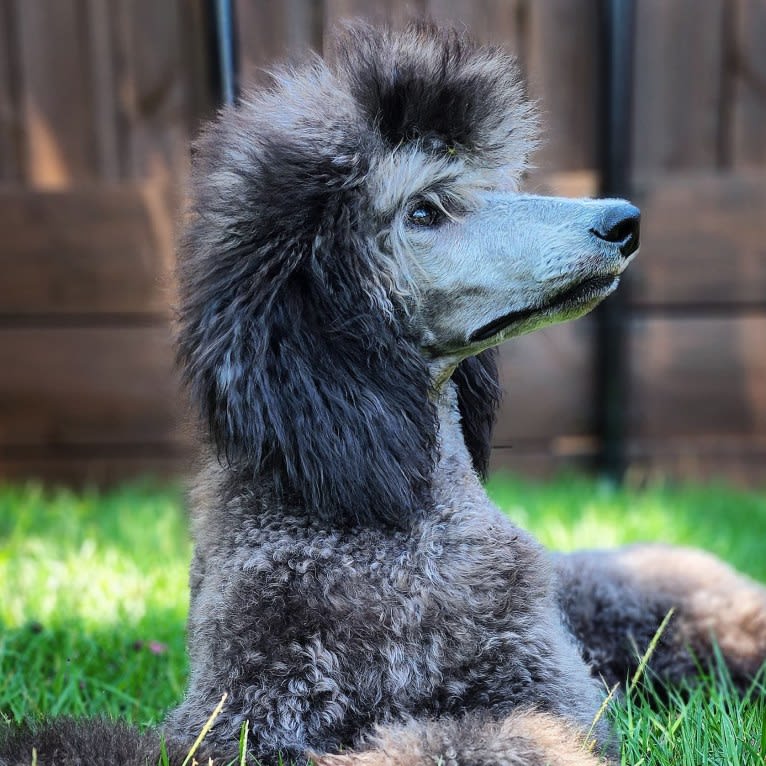 Arwen, a Poodle (Standard) tested with EmbarkVet.com