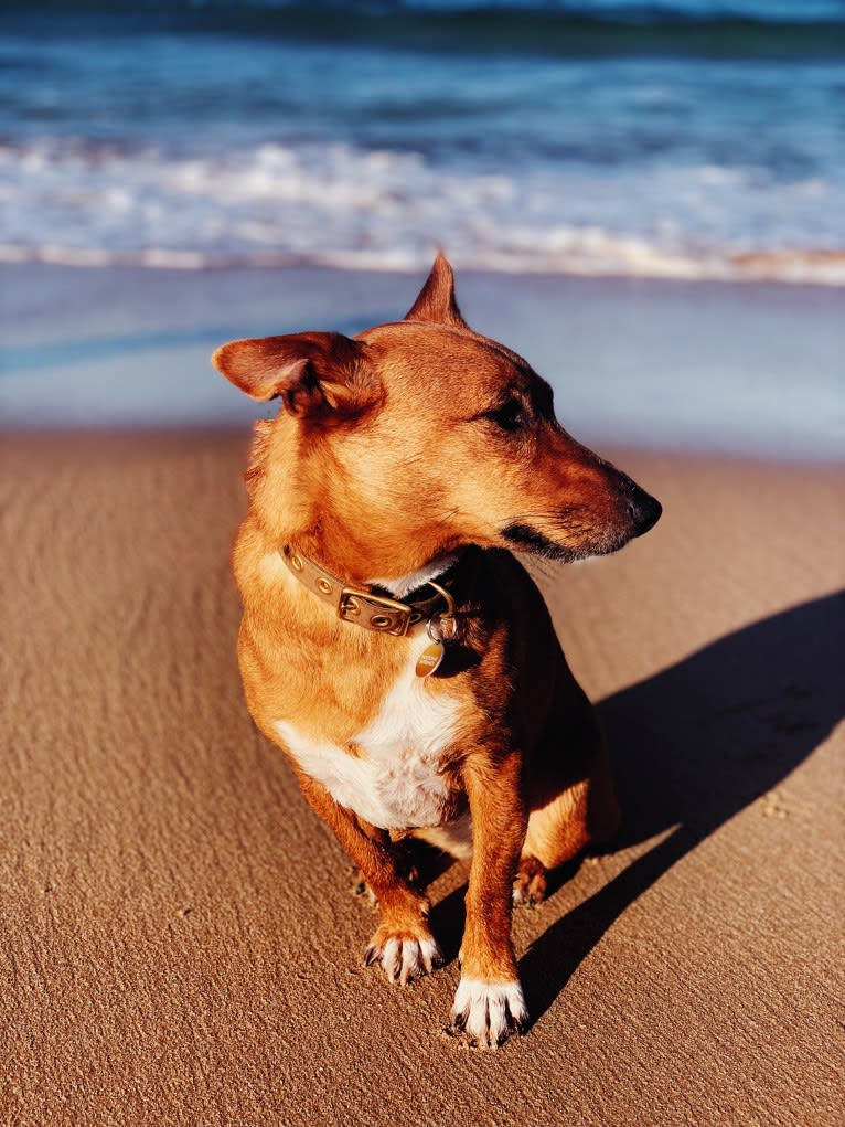 Pepper, a Russell-type Terrier and Australian Cattle Dog mix tested with EmbarkVet.com