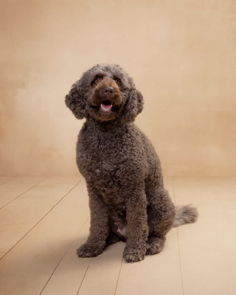 Lilly, a Labradoodle tested with EmbarkVet.com