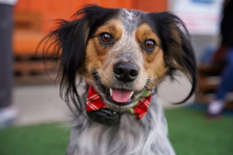 Banjo, an Australian Cattle Dog and Cocker Spaniel mix tested with EmbarkVet.com