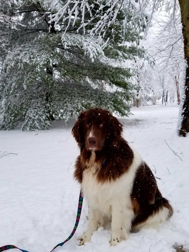 Bailey, a Newfoundland tested with EmbarkVet.com