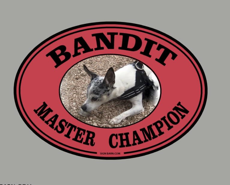 Bandit, a Rat Terrier and Chihuahua mix tested with EmbarkVet.com