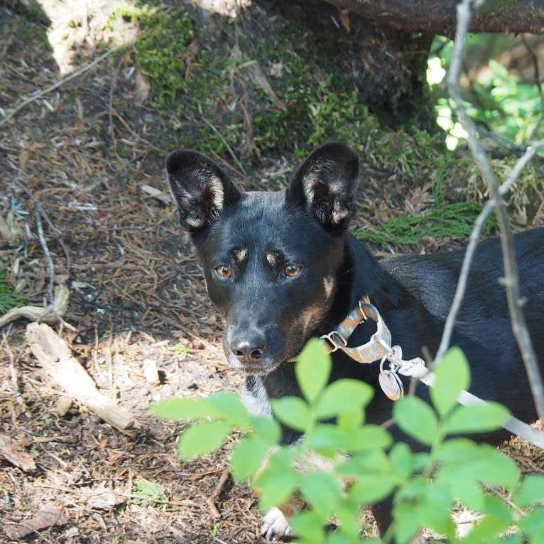 Noosa, an Australian Cattle Dog and German Shepherd Dog mix tested with EmbarkVet.com