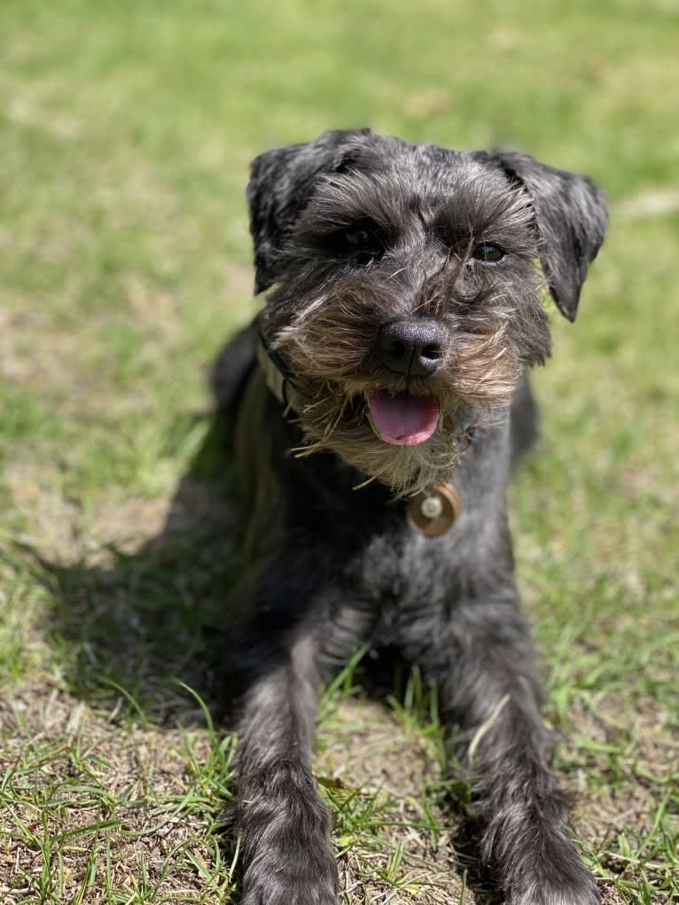 Poppy, a Miniature Schnauzer tested with EmbarkVet.com