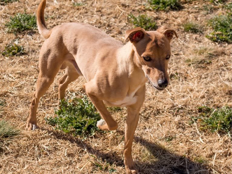 Atom, a Whippet and Border Collie mix tested with EmbarkVet.com