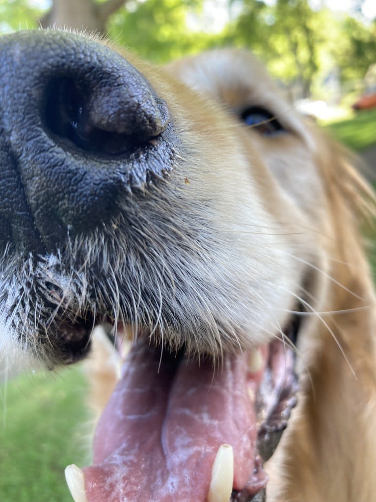 Timber “Gross Manor’s I’ll Be The One You Won’t Forget”, a Golden Retriever tested with EmbarkVet.com