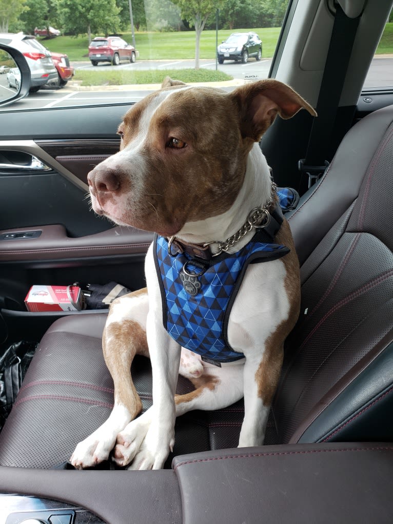 GUNNER, an American Bully tested with EmbarkVet.com