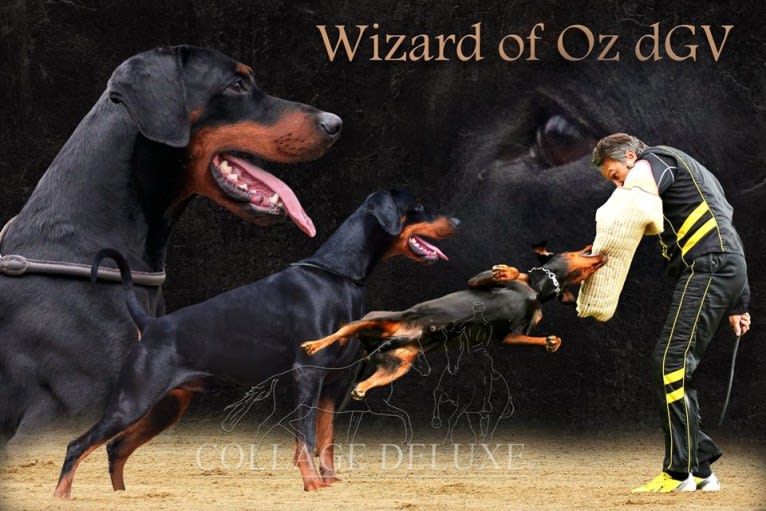 Wizard of Oz de Grande Vinko, a Doberman Pinscher tested with EmbarkVet.com