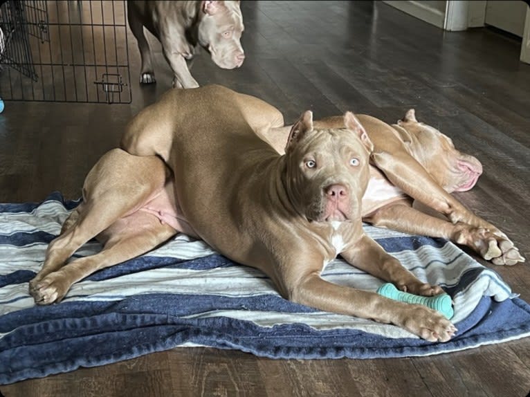 Teally, an American Bully tested with EmbarkVet.com