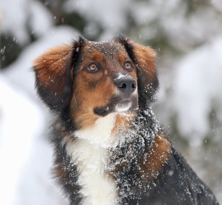 Burley, an English Shepherd tested with EmbarkVet.com