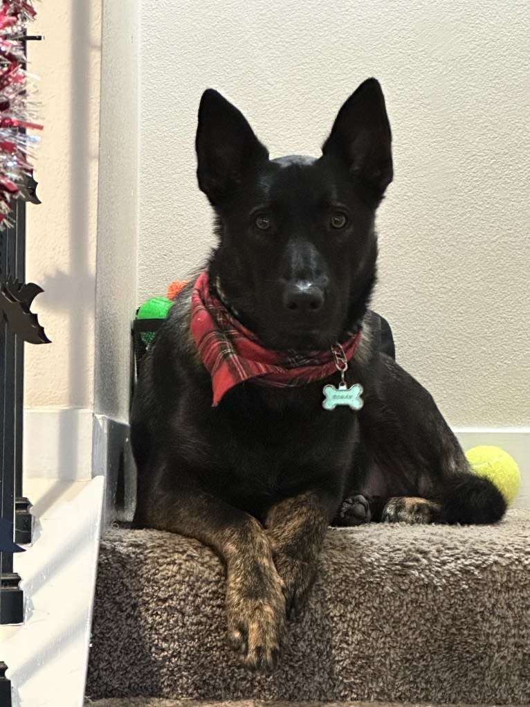 Ronan, a German Shepherd Dog and Belgian Malinois mix tested with EmbarkVet.com
