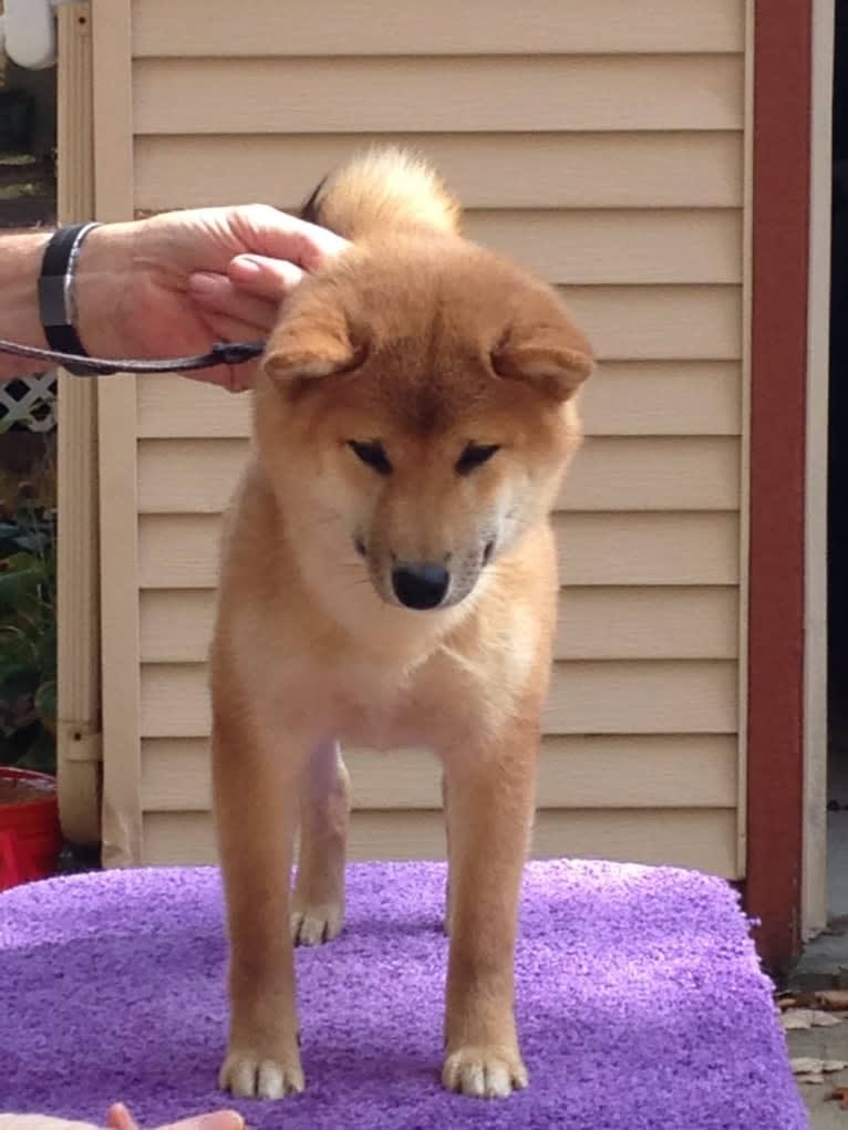 Star-Lord, a Shiba Inu tested with EmbarkVet.com