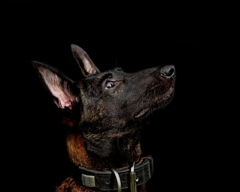 E'Bob, a Dutch Shepherd tested with EmbarkVet.com