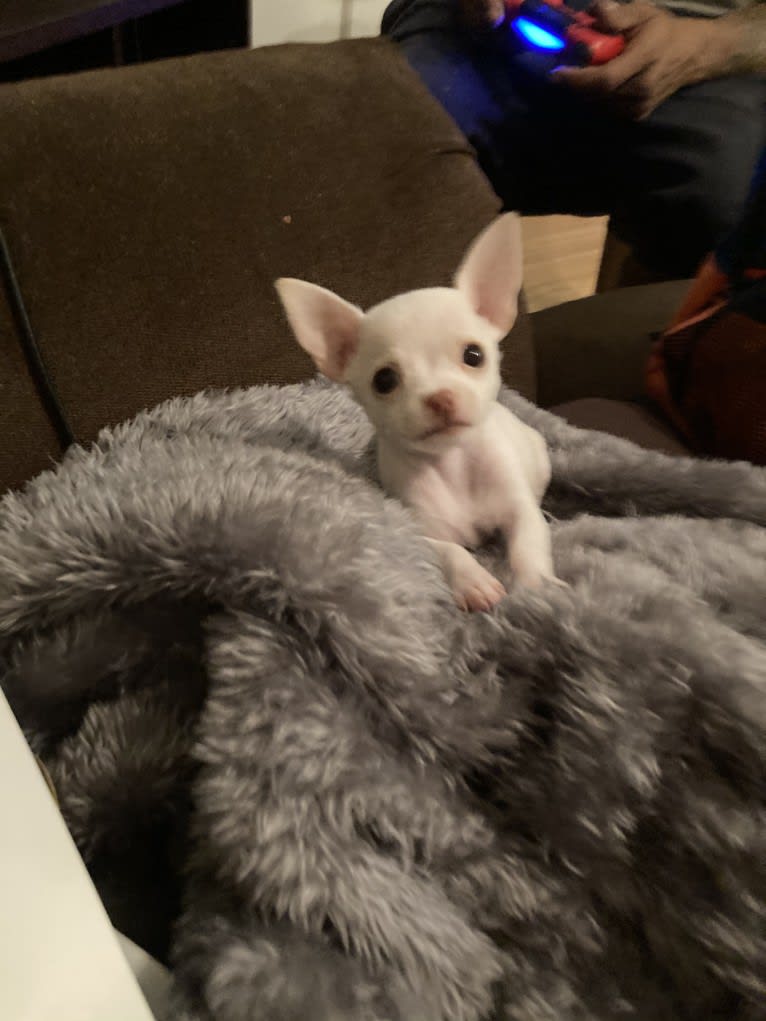 Yoko, a Chihuahua tested with EmbarkVet.com