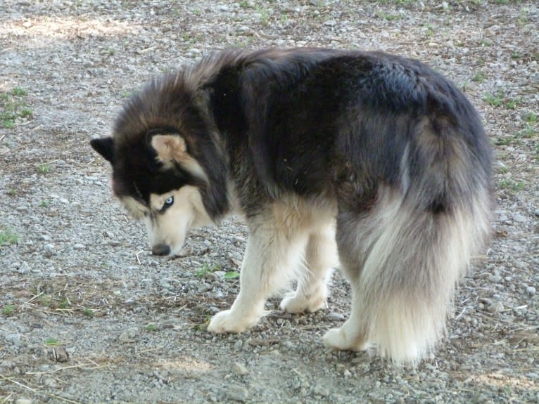 "NEO" NOVEL SIBERIAN'S SLEIGH RIDE, a Siberian Husky tested with EmbarkVet.com