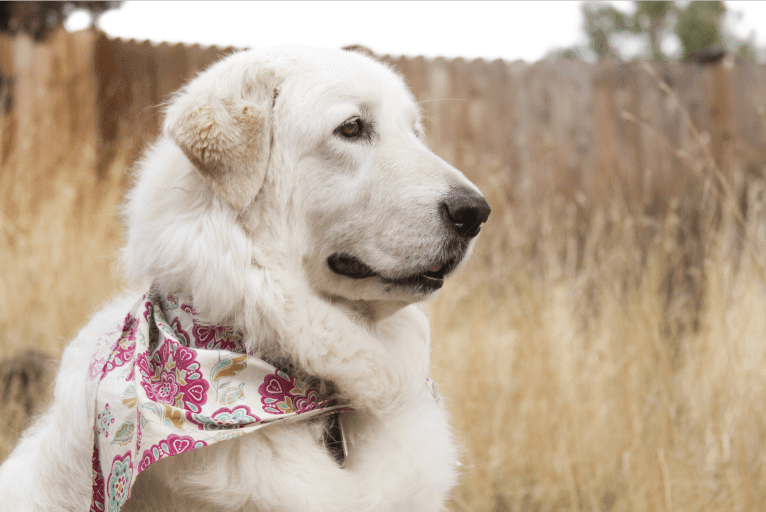 Remmy, a Maremma Sheepdog tested with EmbarkVet.com