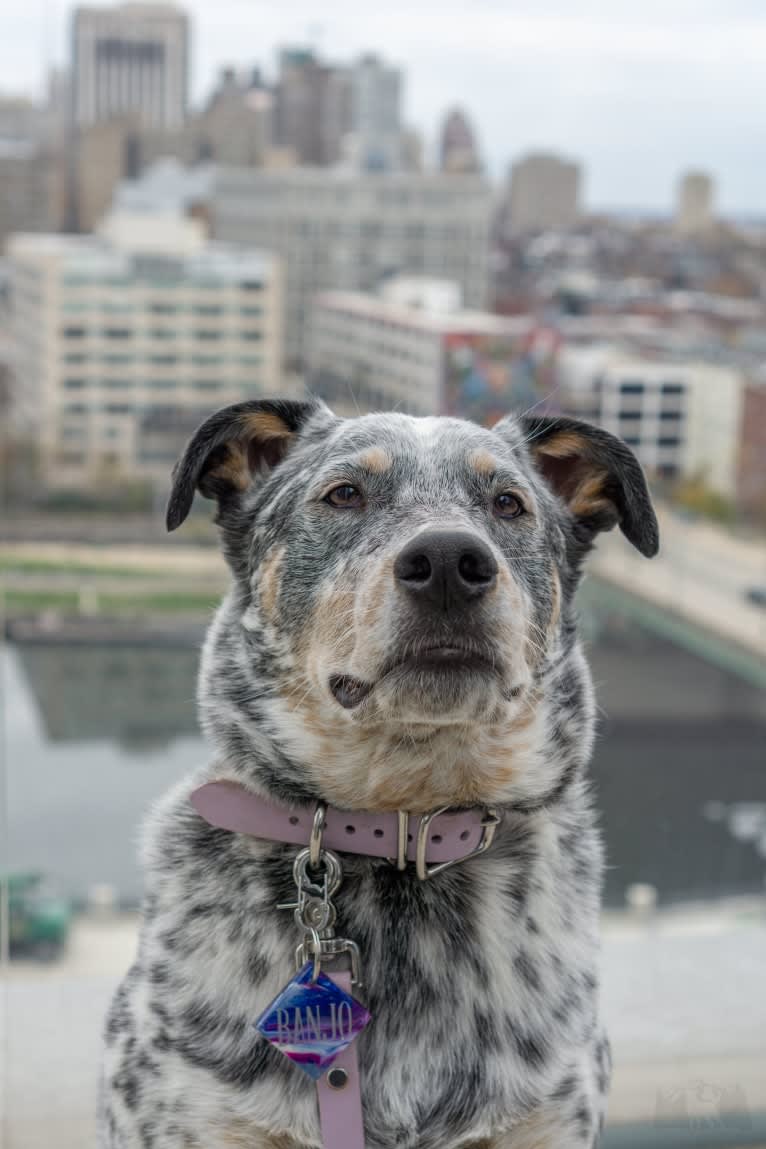 Banjo, an Australian Cattle Dog and Chow Chow mix tested with EmbarkVet.com