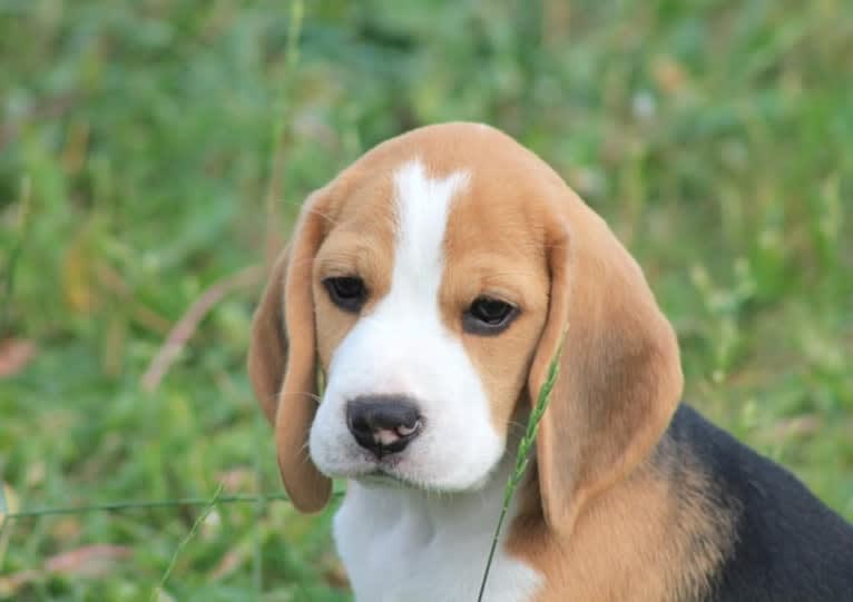 ILY, a Beagle tested with EmbarkVet.com