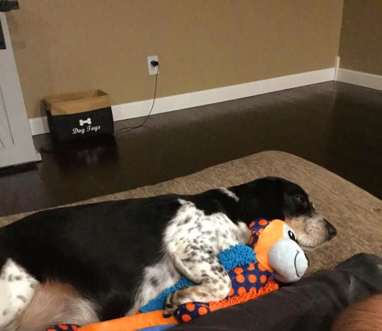 Donnie, a Beagle tested with EmbarkVet.com