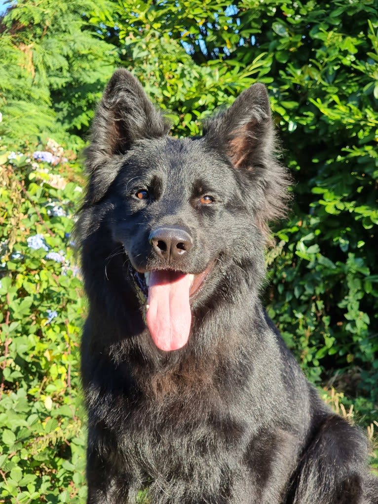 Rondamálësatar Sanwëc'han, a German Shepherd Dog tested with EmbarkVet.com